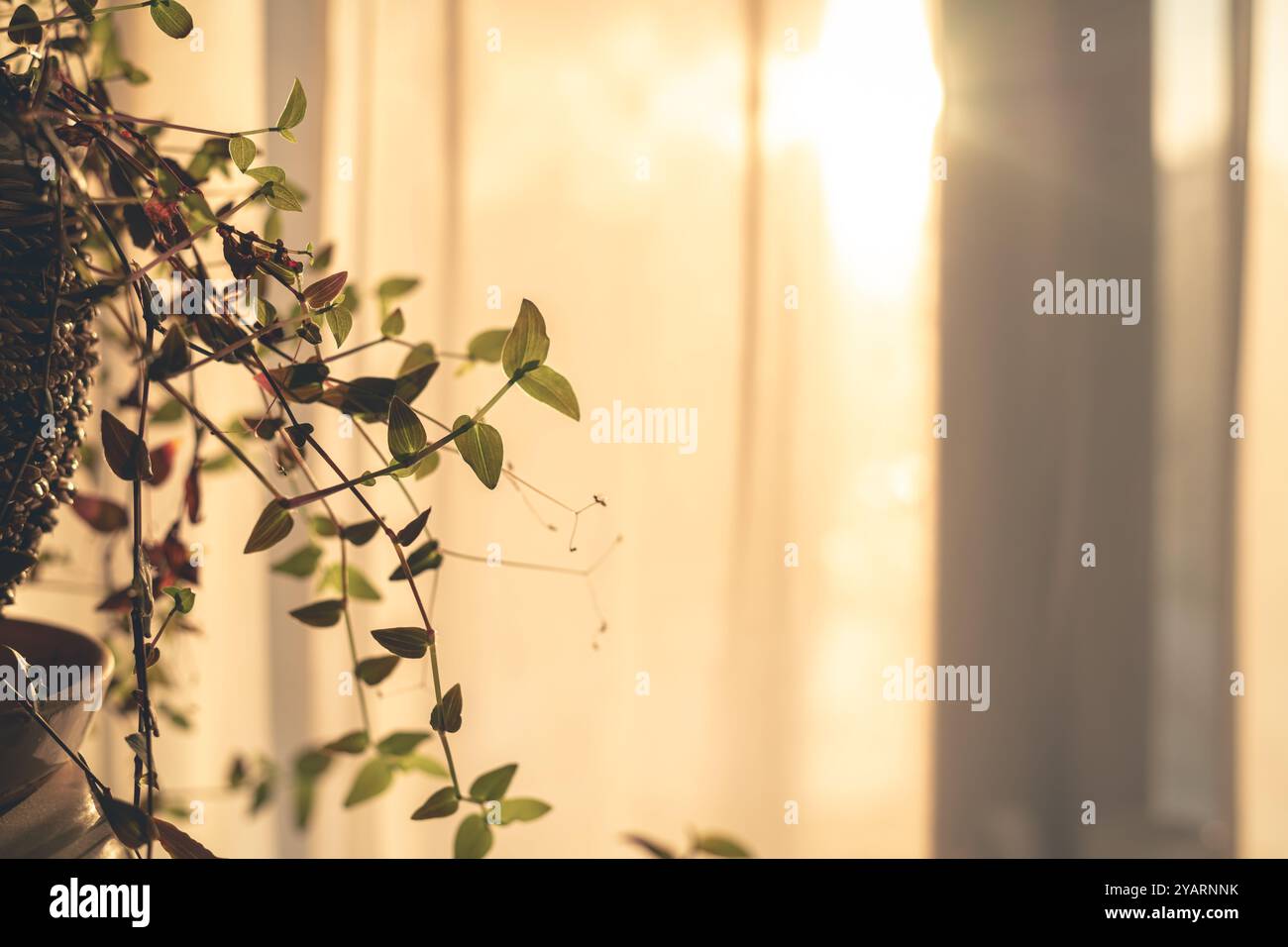 Zimmerpflanzen, eine Blume auf dem Hintergrund eines Fensters. Zuhause, Gemütlichkeit. Sonnenuntergang Stockfoto