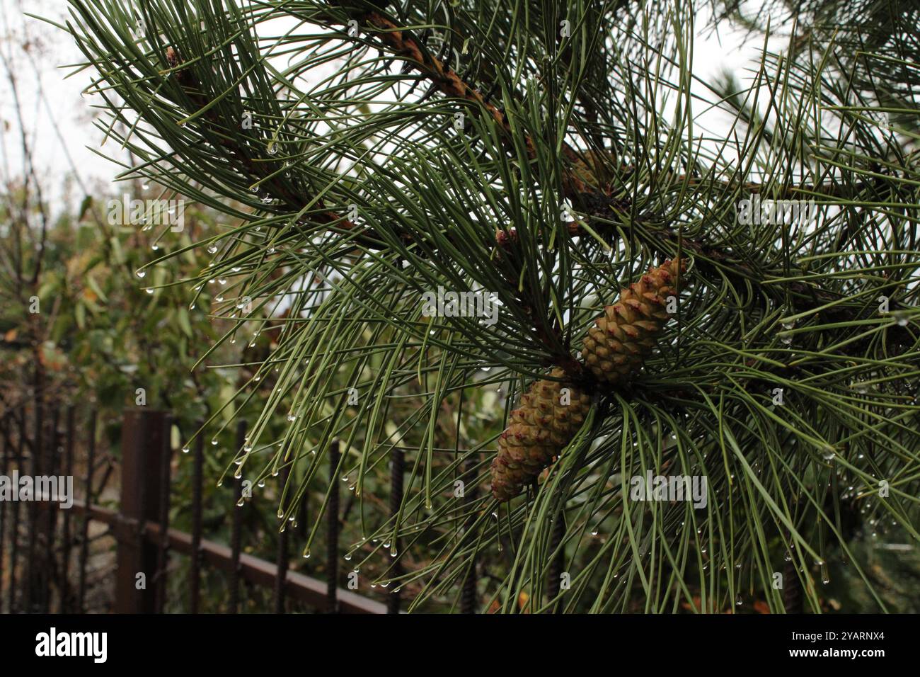 Feuchte Kiefernnadeln glitzern von frischem Regen, jede Nadel reflektiert Licht. In der Nähe sind geschlossene Kegel mit Feuchtigkeitstropfen bedeckt. Stockfoto