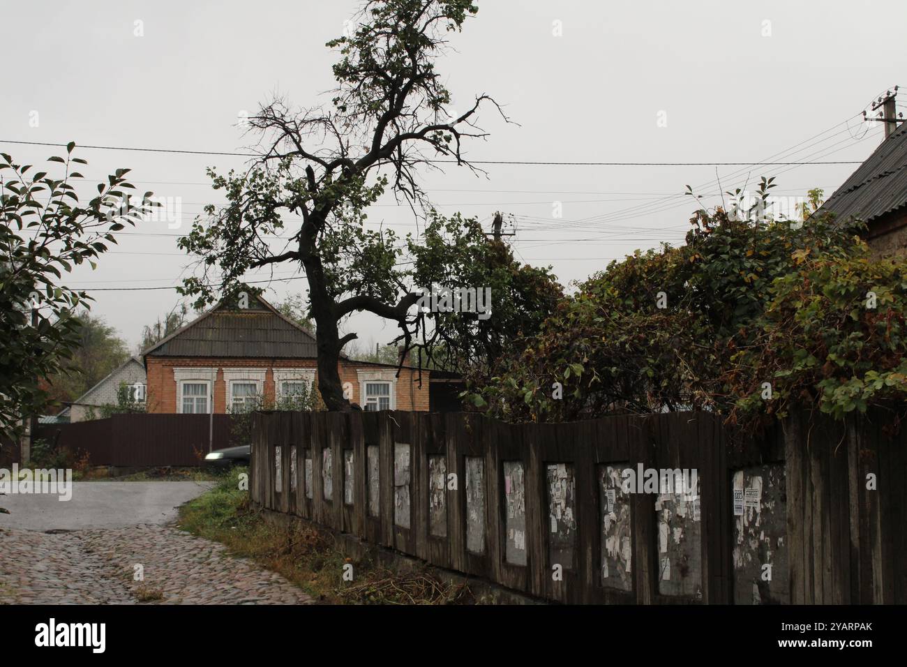 Die ländliche Landschaft sieht friedlich und malerisch aus. Ein alter Baum mit einer weitläufigen Krone steht neben einem hölzernen Zaun, verwittert von der Zeit. Stockfoto