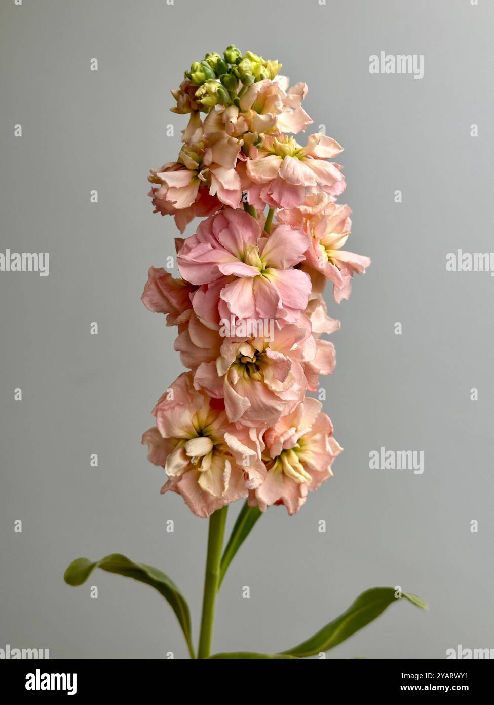 Frische Matthiola incana Blüte - Smartphone-aufgenommenes Stockfoto