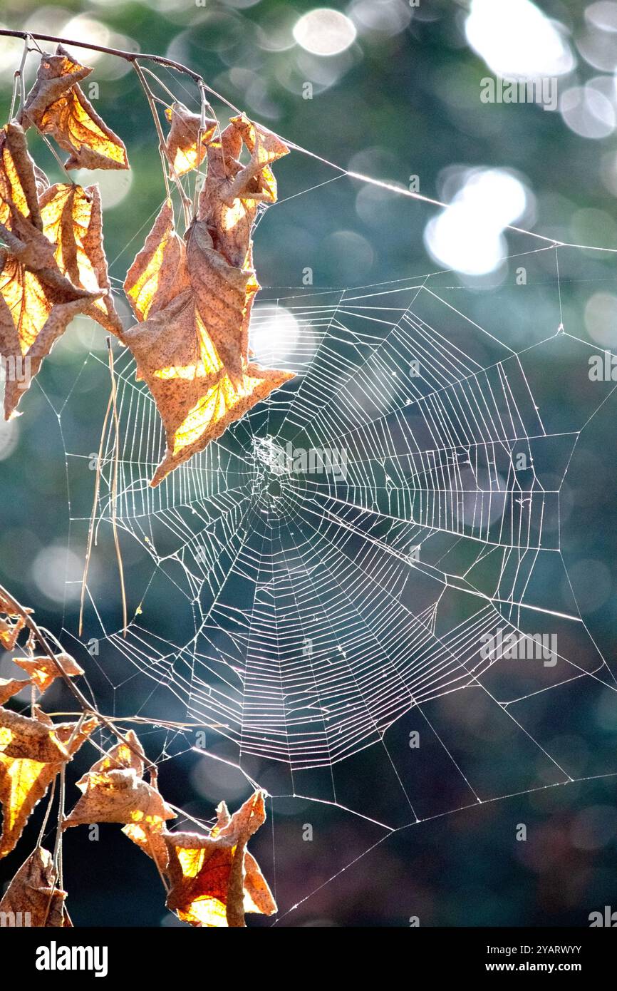 Spinnennetz vor verschwommenem Bokeh-Hintergrund. Das Konzept der Tierjagdmethode. Spinnennetz zwischen trockenen Blättern. Vertikales Foto. Keine Menschen, niemand. Stockfoto