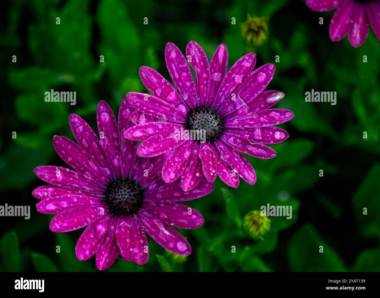 Zwei leuchtend violette Cape marguerite Blüten bedeckt mit Wassertropfen, umgeben von üppig grünem Laub und zeigen ihre Schönheit und Frische nach einem Stockfoto