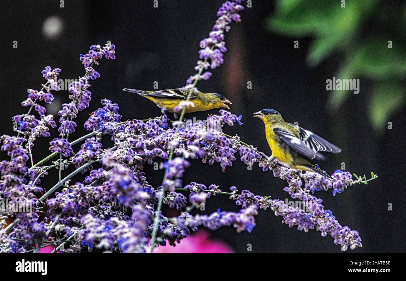 Placentia, Kalifornien, USA. Oktober 2024. Kleine Goldfinken versammeln sich in einem Garten im Hinterhof, um sich an den Trockenblüten einer russischen Salbeipflanze zu erfreuen. Die milden Temperaturen im Orange County, Kalifornien, geben den heimischen Gartenpflanzen die Chance, sich zu erholen und zu gedeihen. (Kreditbild: © Bruce Chambers/ZUMA Press Wire) NUR REDAKTIONELLE VERWENDUNG! Nicht für kommerzielle ZWECKE! Stockfoto