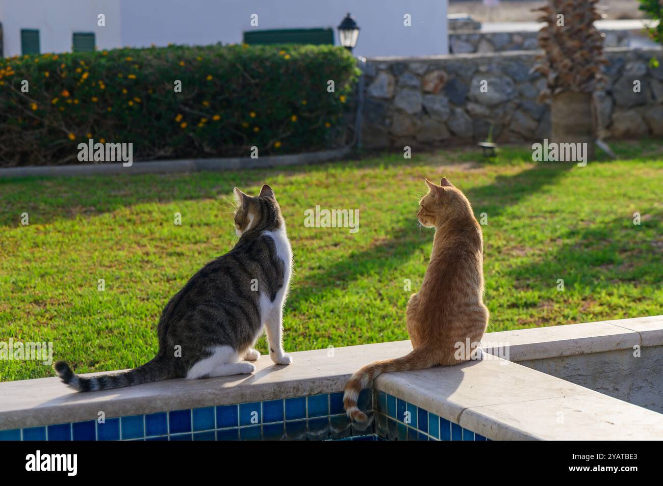 Zwei Katzen sitzen nebeneinander am Pool und genießen im sonnendurchfluteten Garten eine ruhige Atmosphäre. Ihre Augen richten sich auf die lebhafte Umgebung und schaffen so eine ruhige Atmosphäre Stockfoto