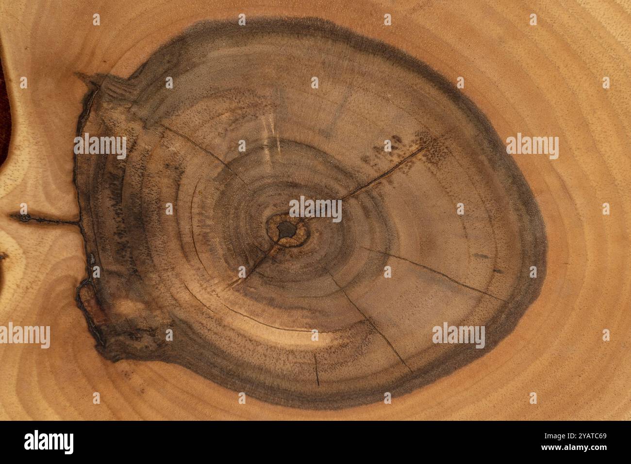 Polierte Nussbaumoberfläche mit Jahresringen, Teil einer Holzplatte aus Nussbaumholz Stockfoto