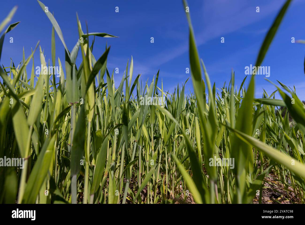 Grünes Wintergetreide, eine große Menge grüner Weizen, die im Frühjahr aktiv wächst Stockfoto
