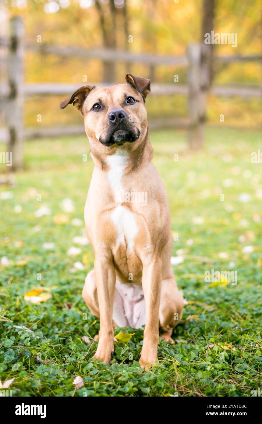 Ein niedlicher Pit Bull Terrier Mischlingshund mit schlampigen Ohren, der draußen sitzt Stockfoto