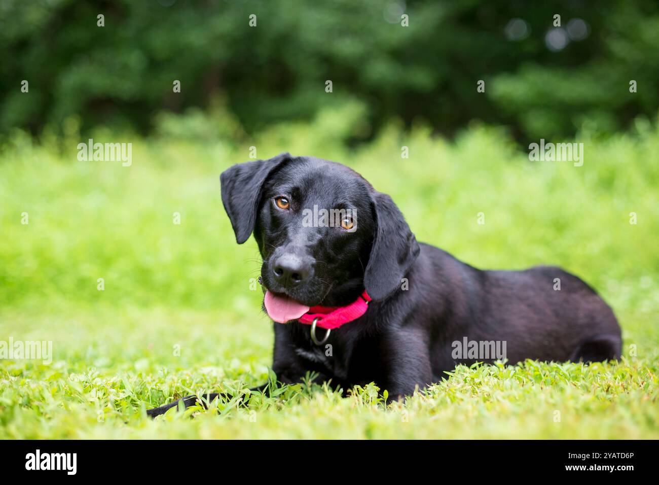 Ein junger schwarzer Labrador-Retriever-Hund, der mit einem fröhlichen Ausdruck im Gras liegt Stockfoto