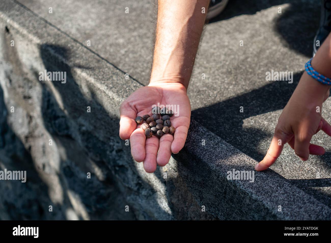 Hand eines Bauern, der geröstete arabische Kaffeebohnen zeigt Stockfoto
