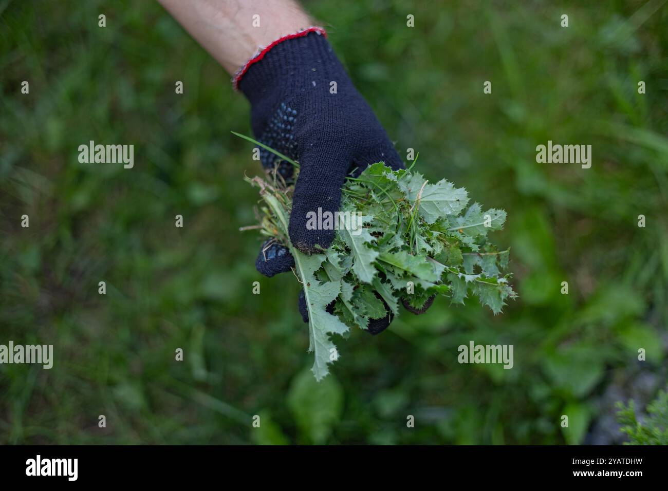 Gärtner in Handschuhen, der frisches Unkraut von Hand in einem Garten zieht. Konzept der manuellen Unkrautentfernung, der ökologischen Gartenarbeit und der Außenpflege an einem Sommertag Stockfoto