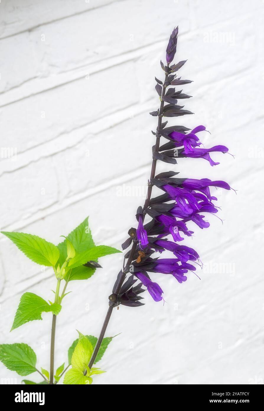 Wunderschöne lila Blumen von Salvia Amistad im Sommer Stockfoto