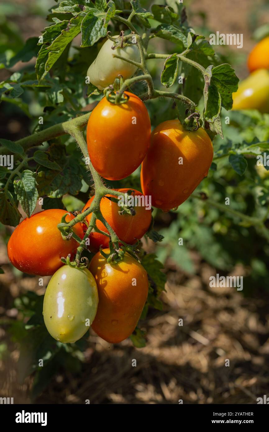 Reife und unreife Tomaten auf Weinreben in einem sonnigen Garten aus nächster Nähe. Konzept des ökologischen Landbaus, des einheimischen Gemüses und der natürlichen Ernte Stockfoto