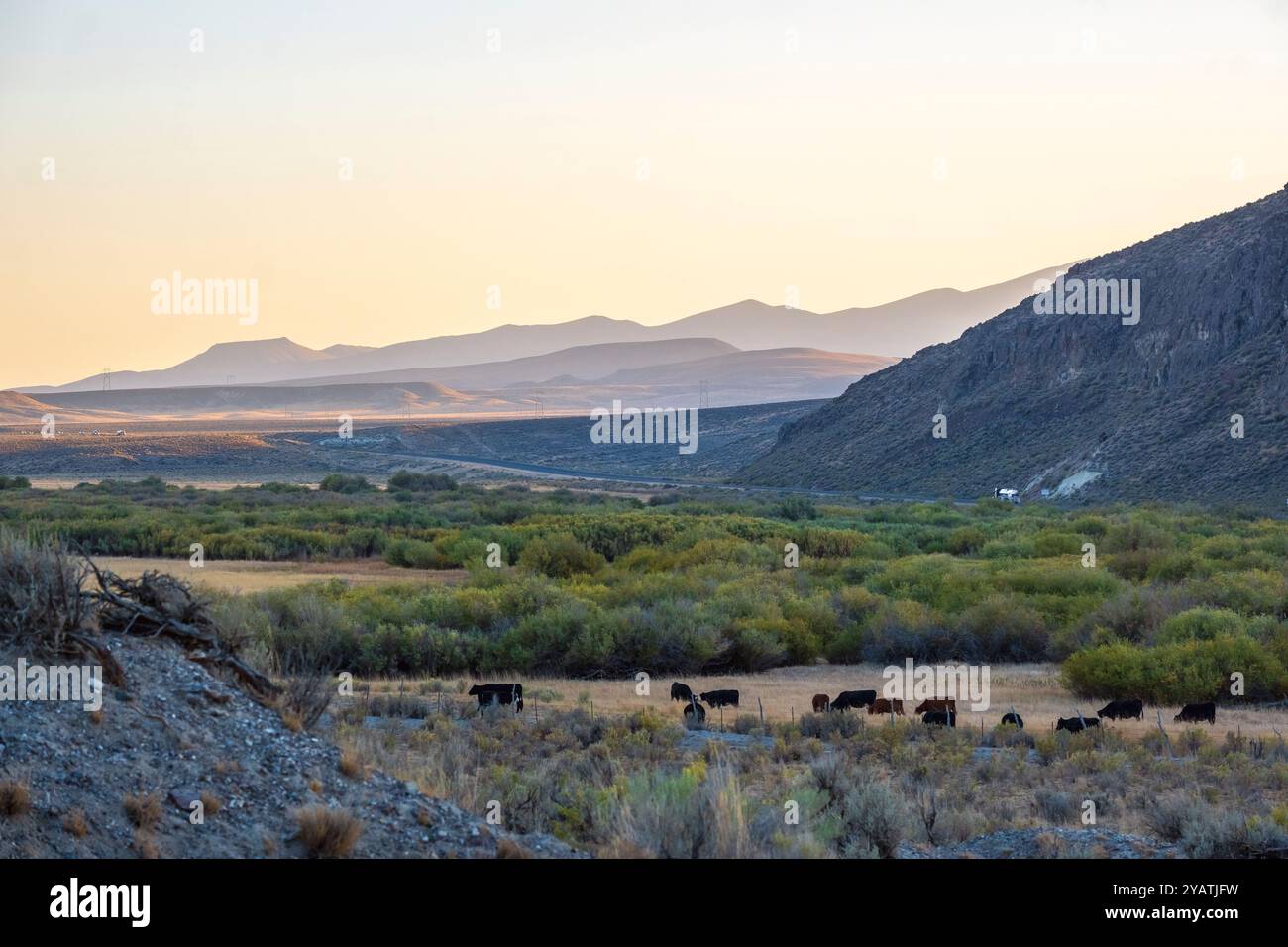 Rinder weiden im offenen Gelände entlang des Salmon Falls Creek im Great Basin südlich von Jackpot, Nevada Stockfoto