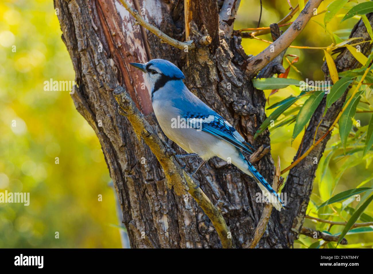 Farbenfroher Blauer Jay (Cyanocitta cristata), im schmalblättrigen Cottonwood-Baum, Douglas County, Castle Rock, Colorado USA. Foto im September. Stockfoto