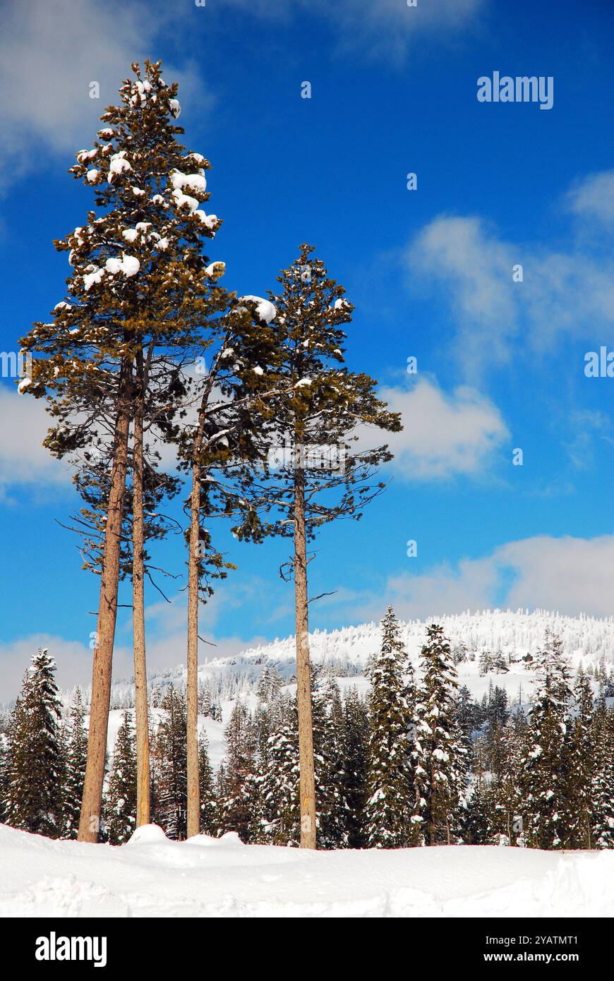 Redwood-Bäume wachsen in einer Winterszene in den Sierra Nevada Mountains hoch Stockfoto