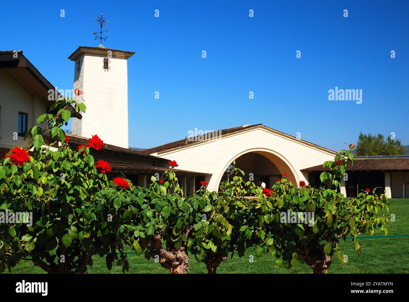 Auf der Weinkellerei Robert Mondavi in Napa, Kalifornien, wächst ein Rosengarten Stockfoto