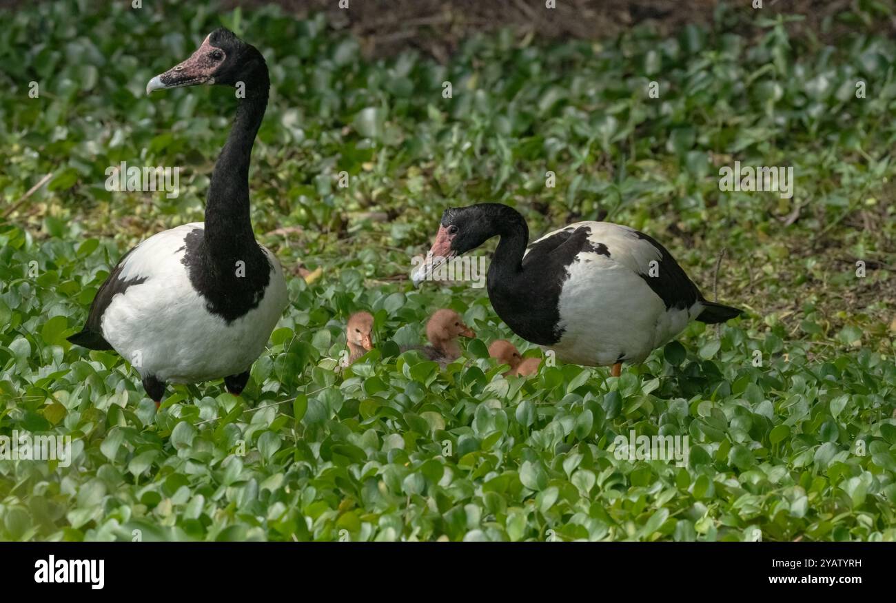 Magpie Goose (Anseranus semipalmata) junge Gänsefamilie schwimmend in Queensland, Australien. Stockfoto