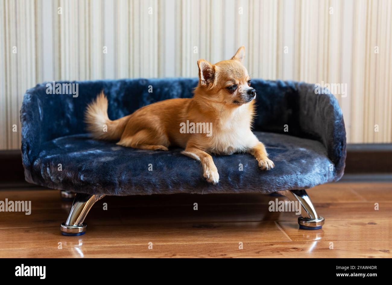 Ein niedlicher roter Chihuahua-Hund liegt zu Hause auf seinem grauen flauschigen Sofa mit Metallbeinen und mit stolzem Blick sind ihre Augen halb geschlossen. Stockfoto