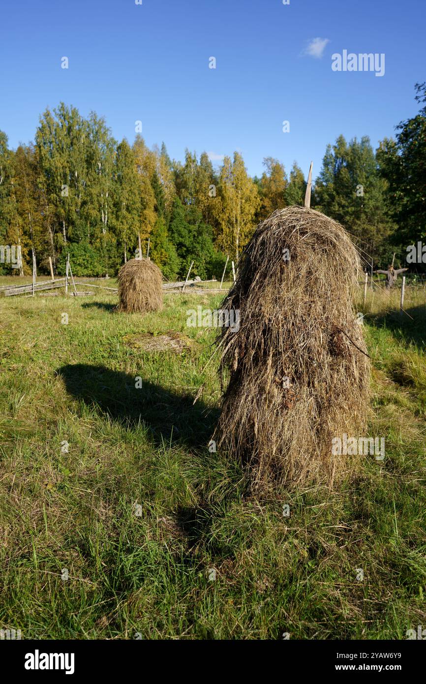 Traditionelle Heuhaufen auf einem Feld auf der Kovero Heritage Farm im Seitseminen-Nationalpark, Ikaalinen, Finnland. Stockfoto