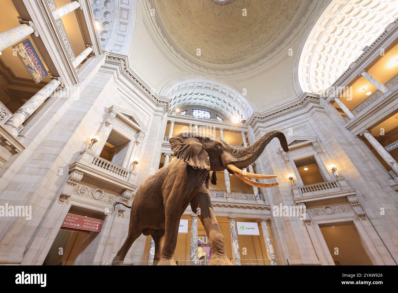 Haupthalle des National Museum of Natural History in Washington D.C. Stockfoto