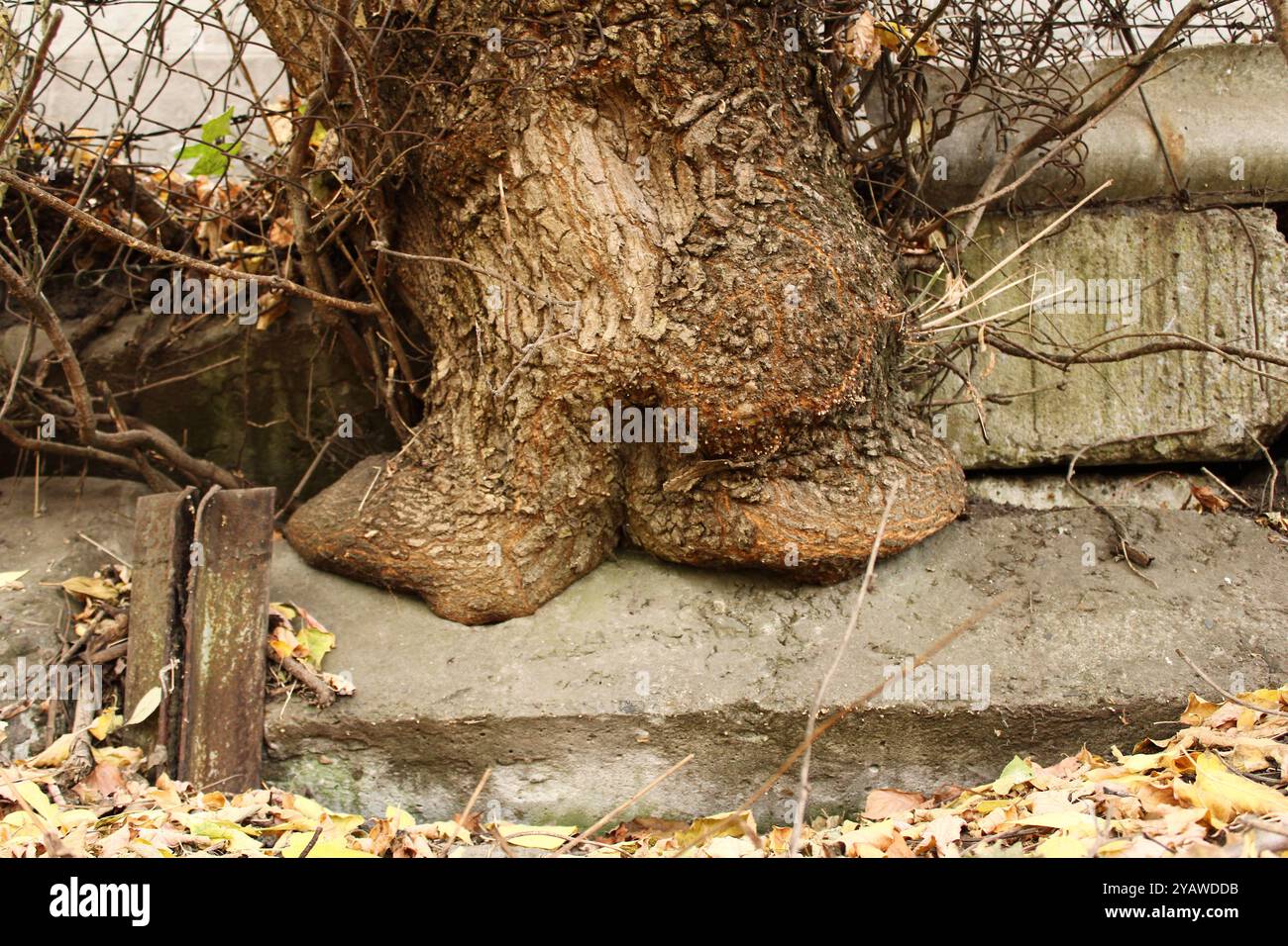 Ein Baum, der durch Beton wächst, ist ein eindrucksvolles Beispiel für die Stärke der Natur und ihre Fähigkeit, sich an extreme Bedingungen anzupassen. Stockfoto