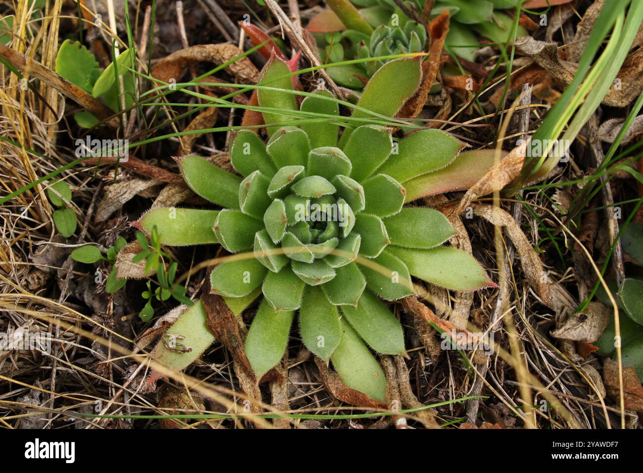 Eine Pflanze mit dicken Blättern wirkt stark und widerstandsfähig. Stockfoto