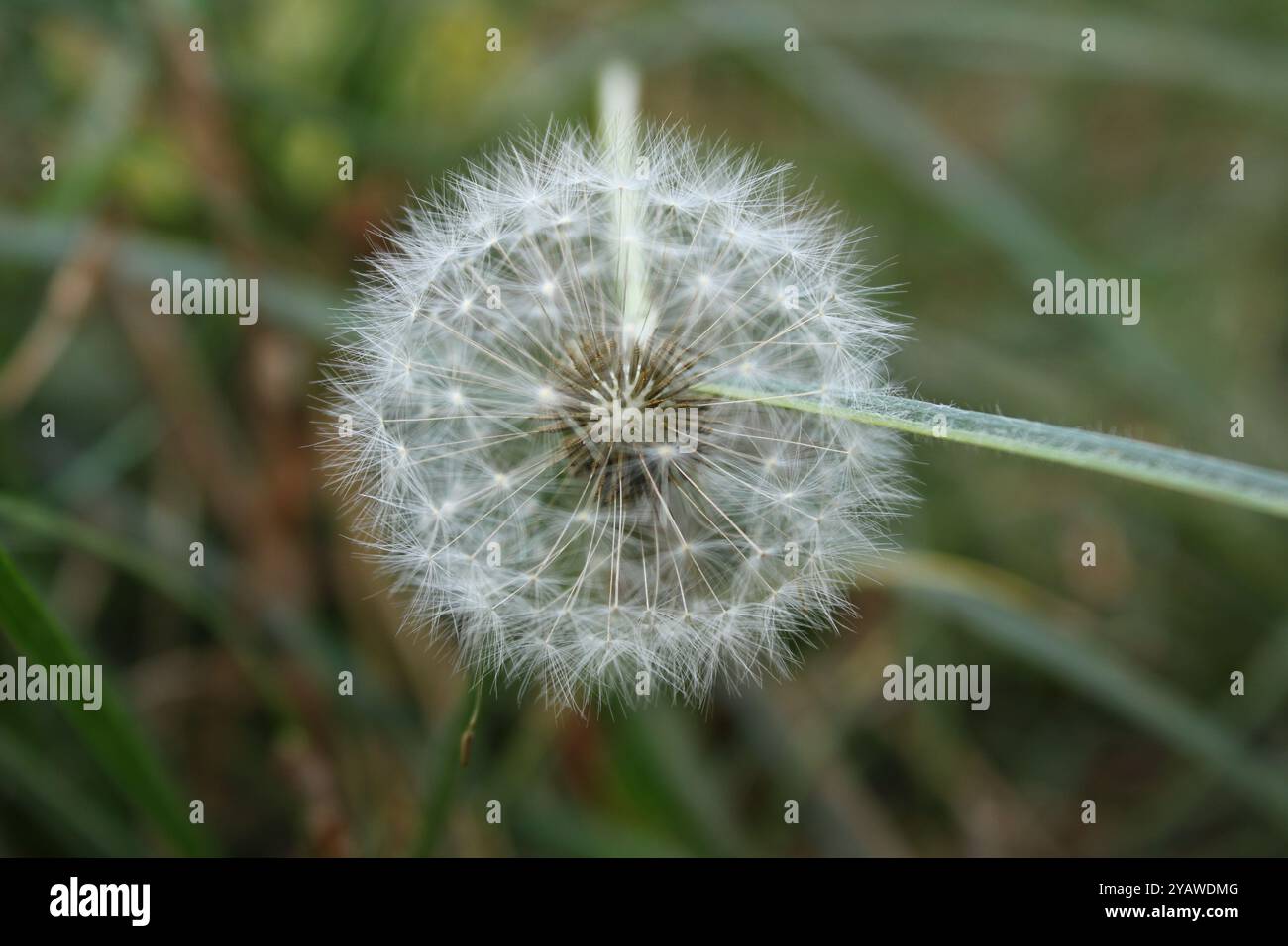 Ein Löwenzahn in der Puffphase, wo seine gelben Blüten bereits verblasst sind, ersetzt durch eine leichte Kugel aus Samen. Stockfoto