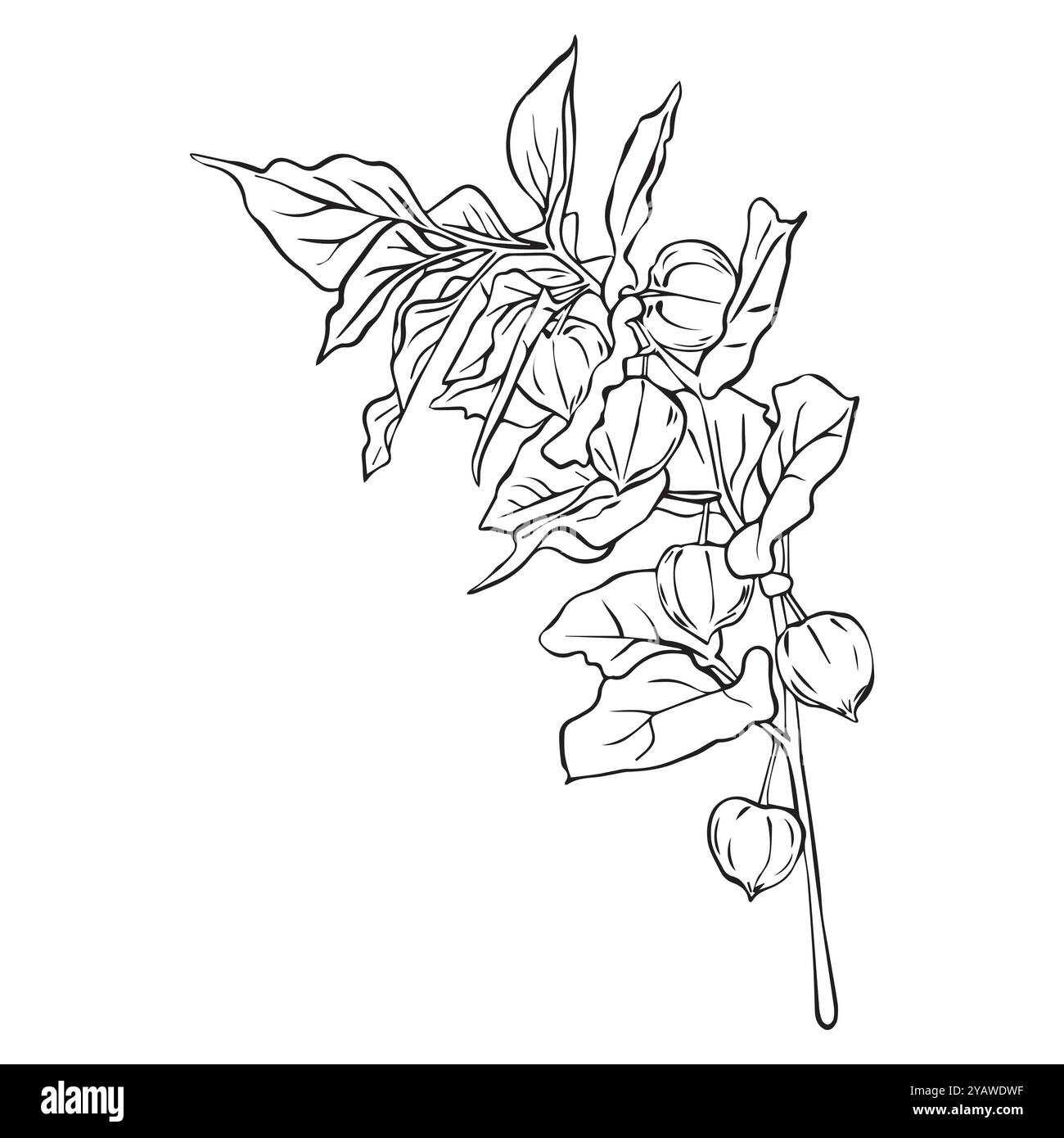 Physalis-Zweigzusammensetzung. Physalis-Vektor-Illustration. Einfache Linienzeichnung Superfood Physalis Tsiplukan Frucht. Stock Vektor