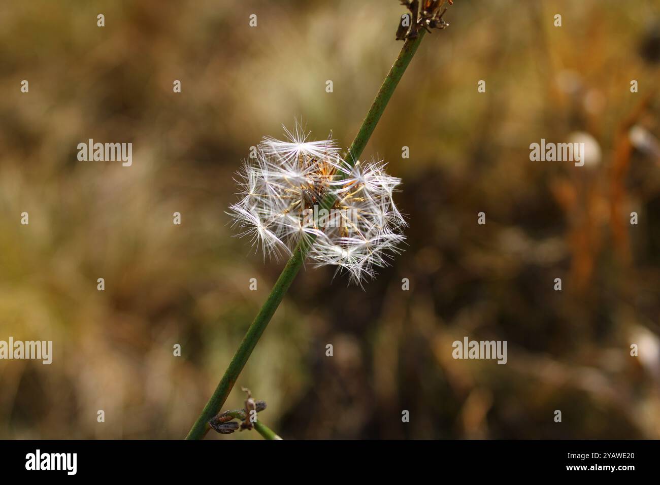 Eine Pflanze mit einem dünnen Stamm besticht durch ihre Zartheit. Oben befindet sich ein flauschiger Samen, der das Ende des Lebenszyklus symbolisiert. Stockfoto
