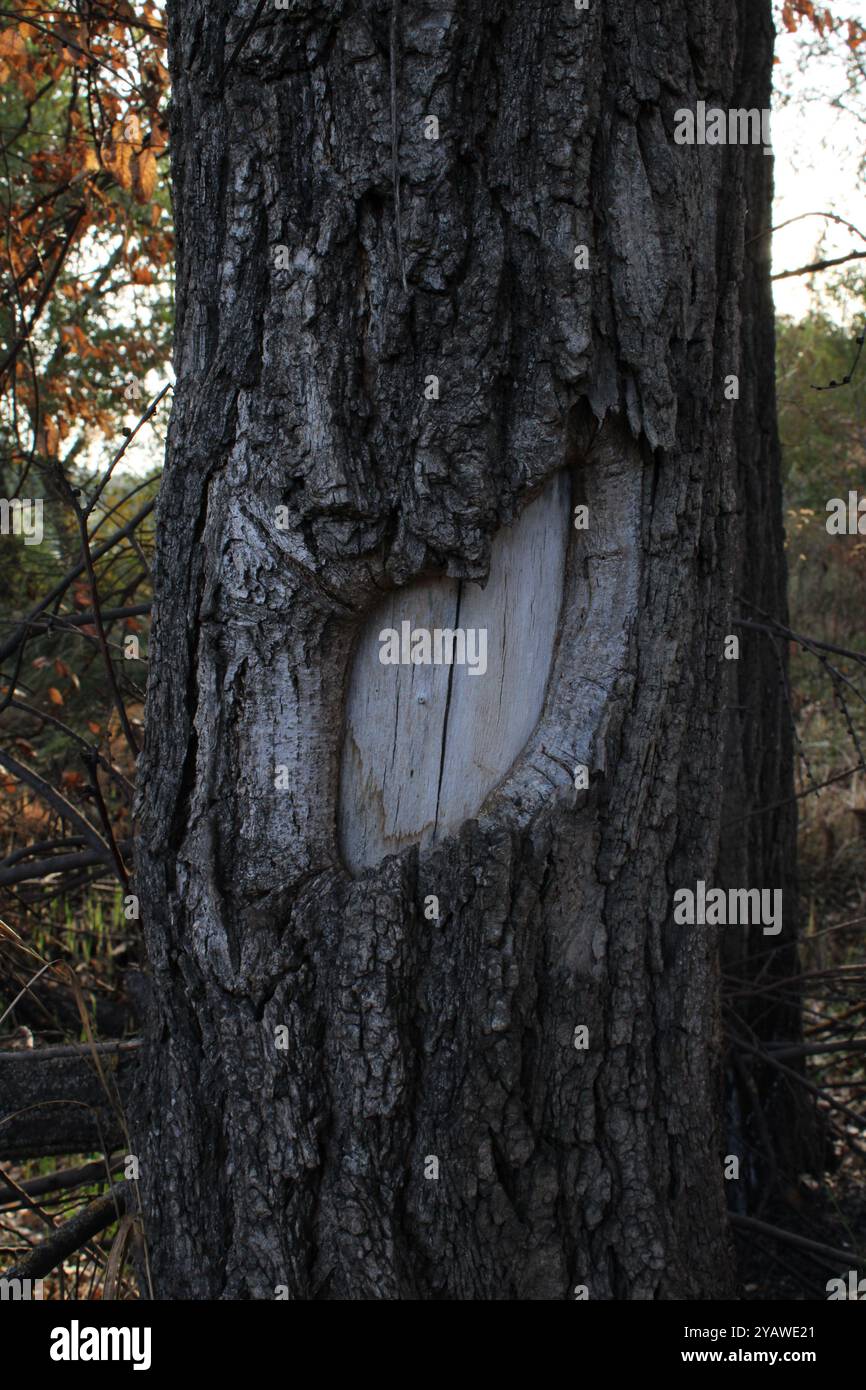 Ein Baum mit einem seltsamen Muster besticht durch sein einzigartiges und faszinierendes Aussehen. Baum, einzigartiges Muster, Makrofotografie, Natur, Rindenstruktur, Nahaufnahme, Botanik, Naturkunst, organische Formen, faszinierendes Design, Outdoor-Fotografie, Holzmaserung, abstrakte Muster, Baumstamm, Umweltschönheit, Naturliebhaber, künstlerische Natur, Flora, komplizierte Details, Wald, atemberaubende Grafik, Baumdetails, visuelle Geschichten, biologische Vielfalt, natürlicher Lebensraum, Pflanzenwelt, faszinierende Texturen, saisonale Schönheit, lebendige Kunst, natürliche Muster, Baumanatomie, bezaubernde Flora, majestätische Bäume, wunderschöne Kap Stockfoto