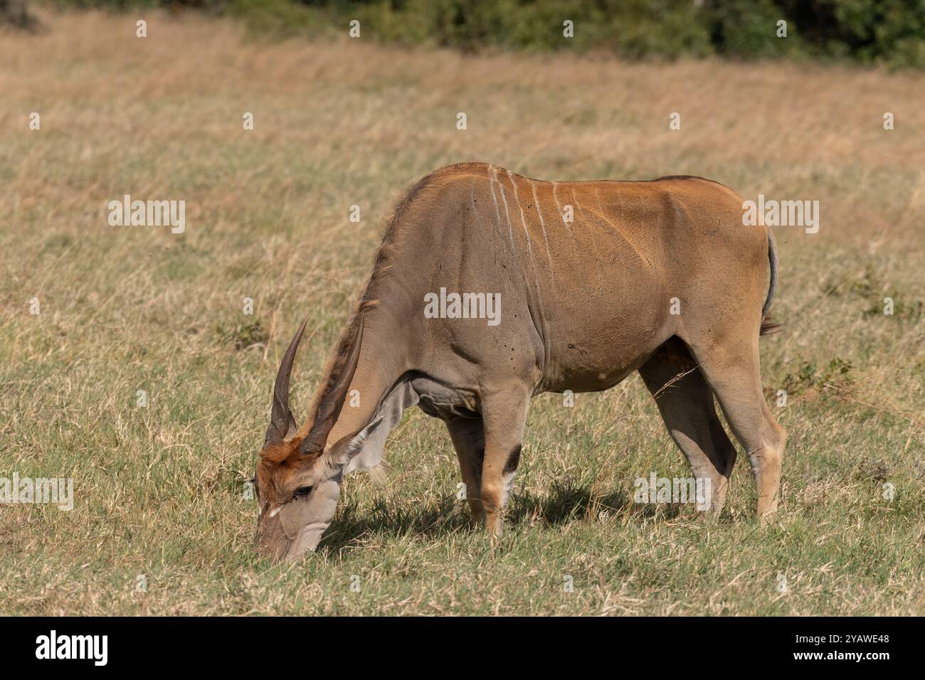 Eland, die größte afrikanische Antilope, männliche Tragelaphus oryx, Bovideae, Ol Pejeta Conservancy, Kenia, Afrika Stockfoto