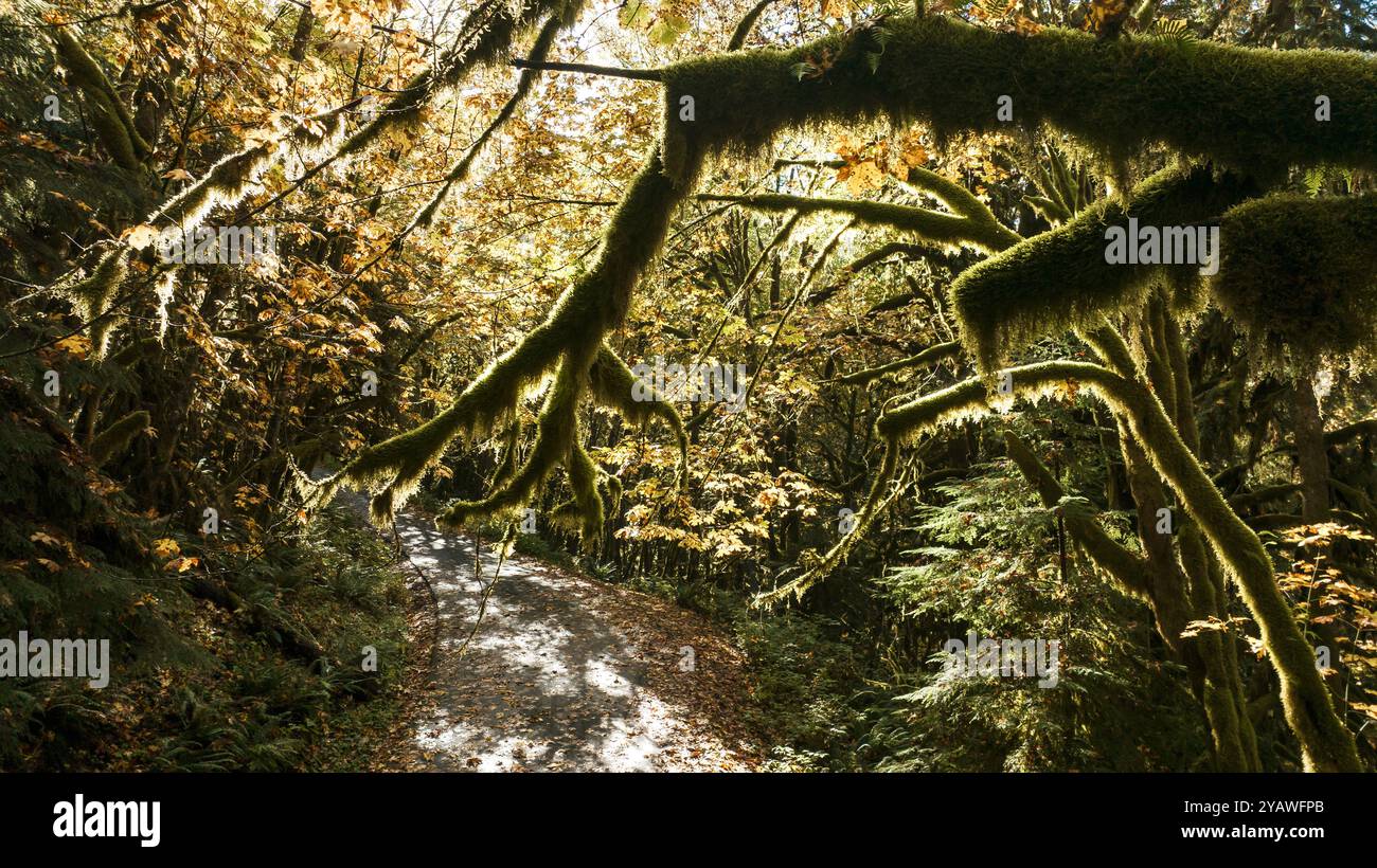 Grüne Öffnung in einer moosigen Waldlichtung im Pazifischen Nordwesten, USA Stockfoto