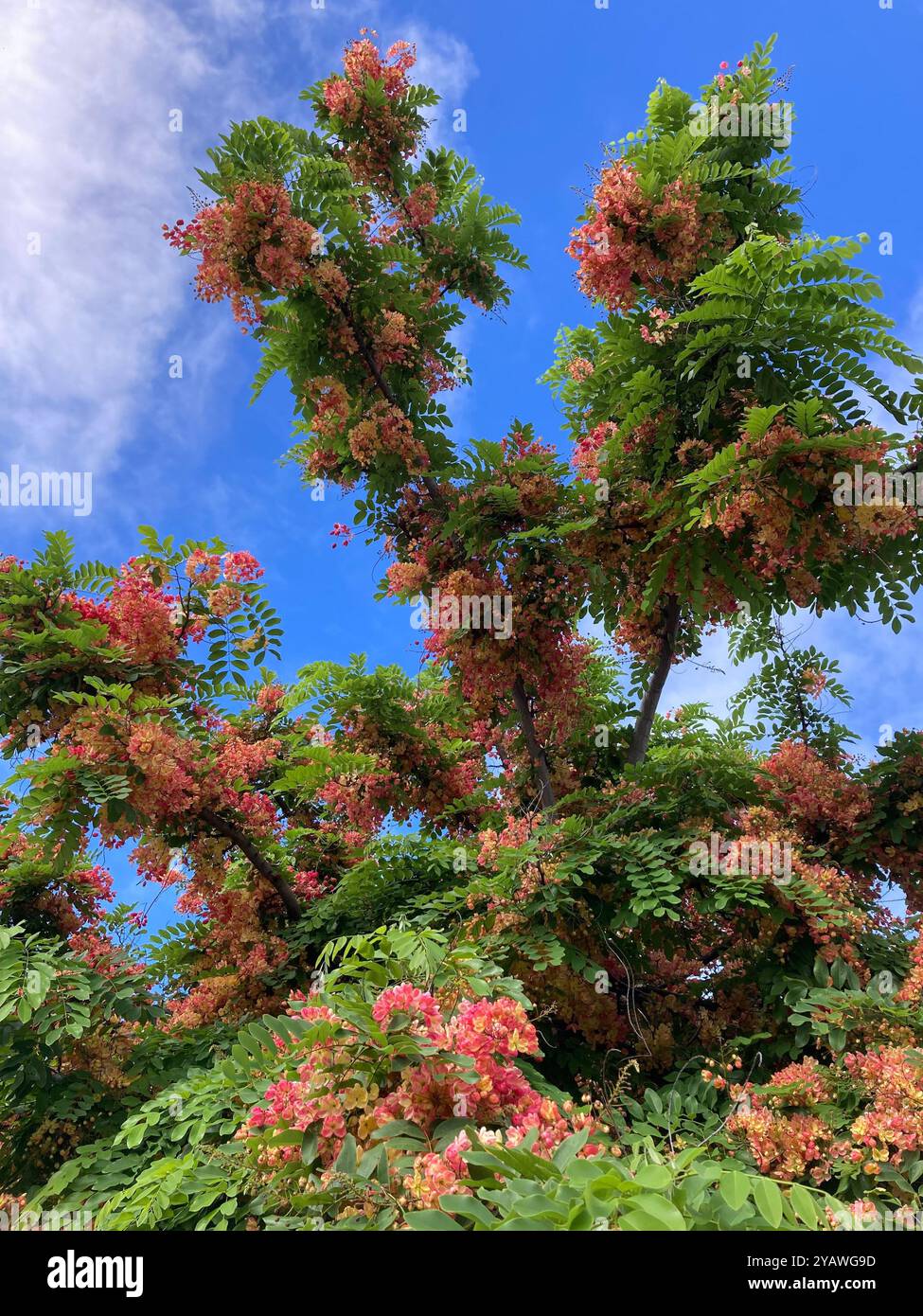 Duschbaum - Smartphone-aufgenommenes Stockfoto