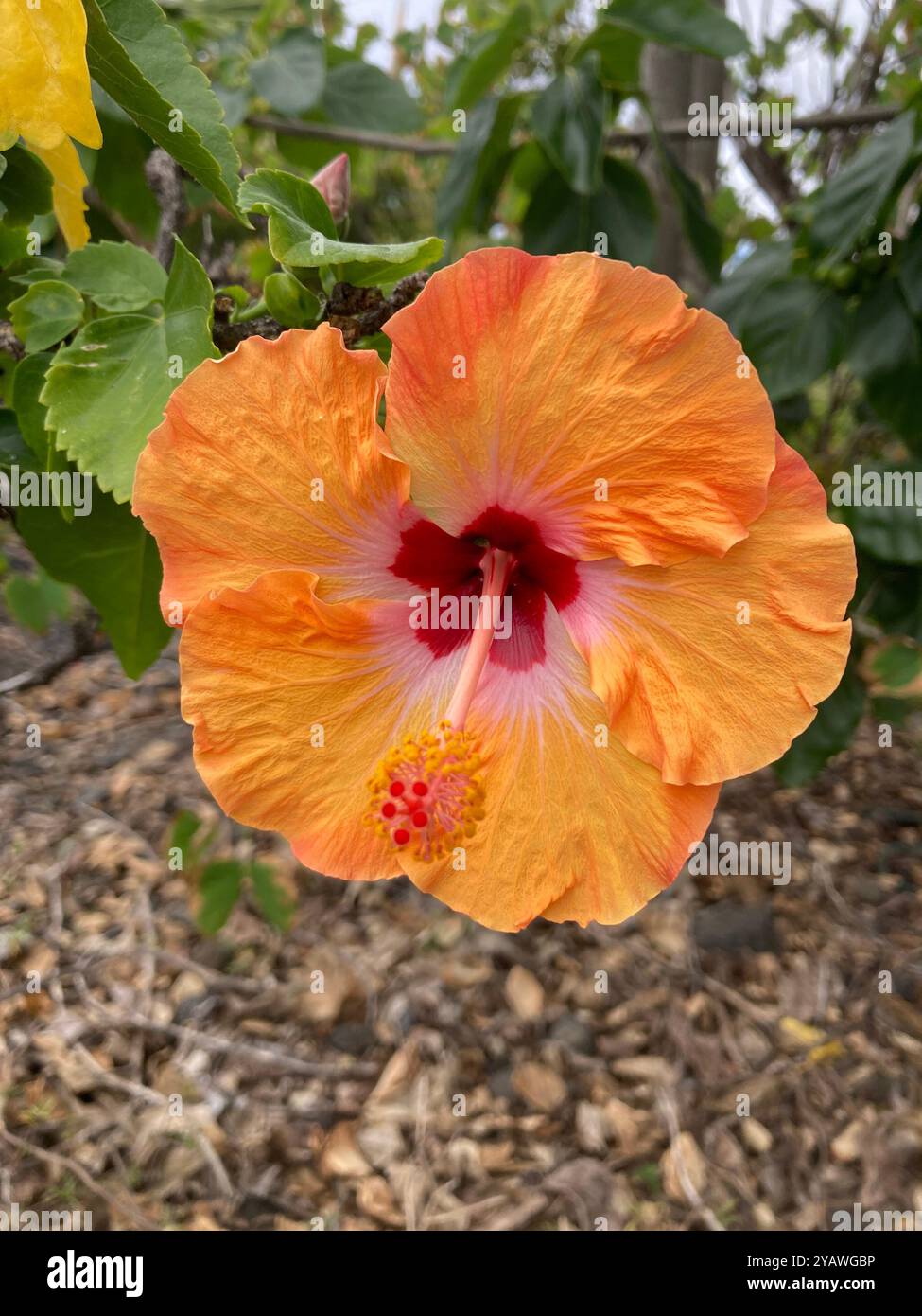Orange Hibiskusblüte Stockfoto