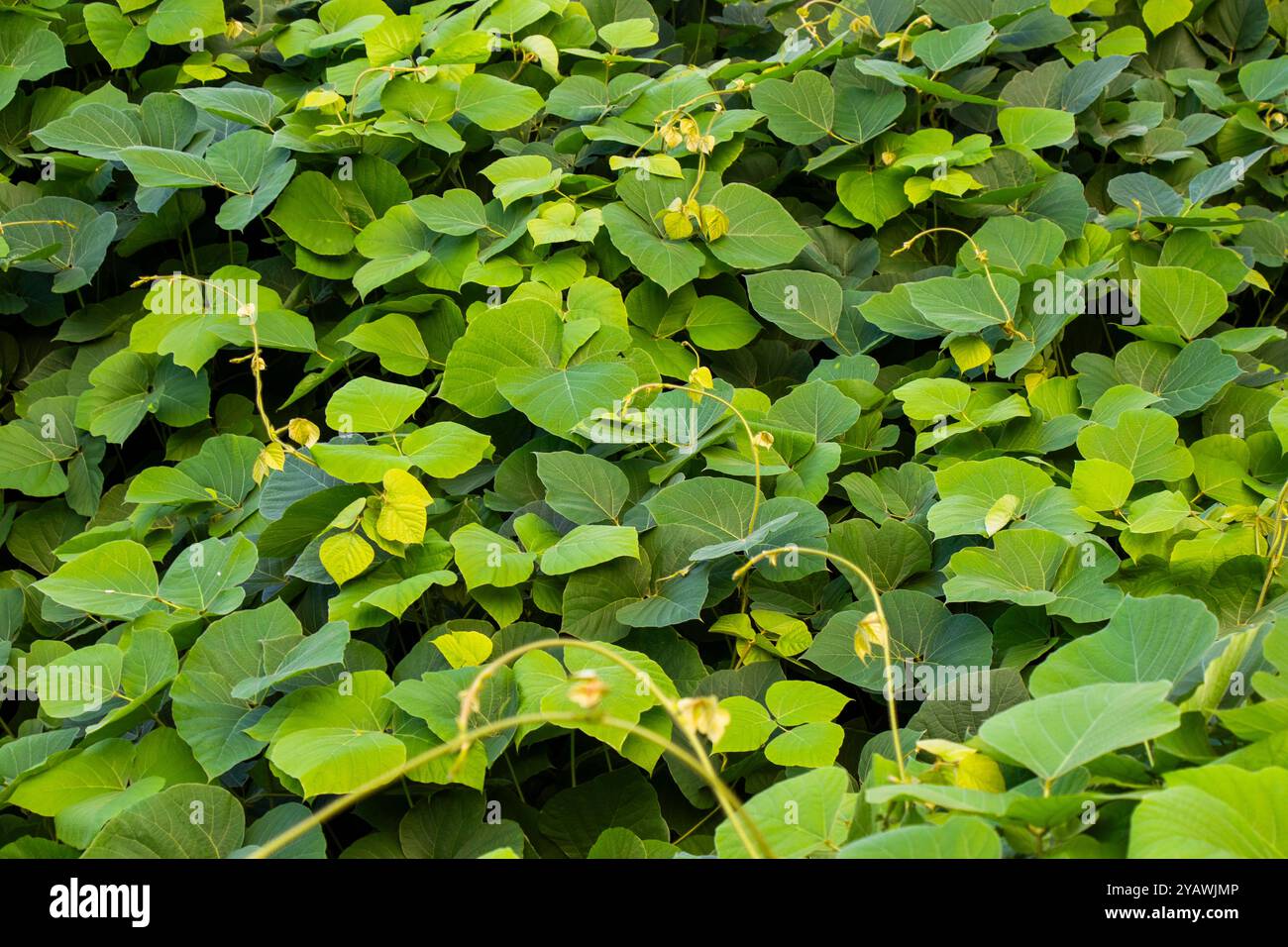 Tropische Kudzu-Rebblätter auf dem Meer Stockfoto