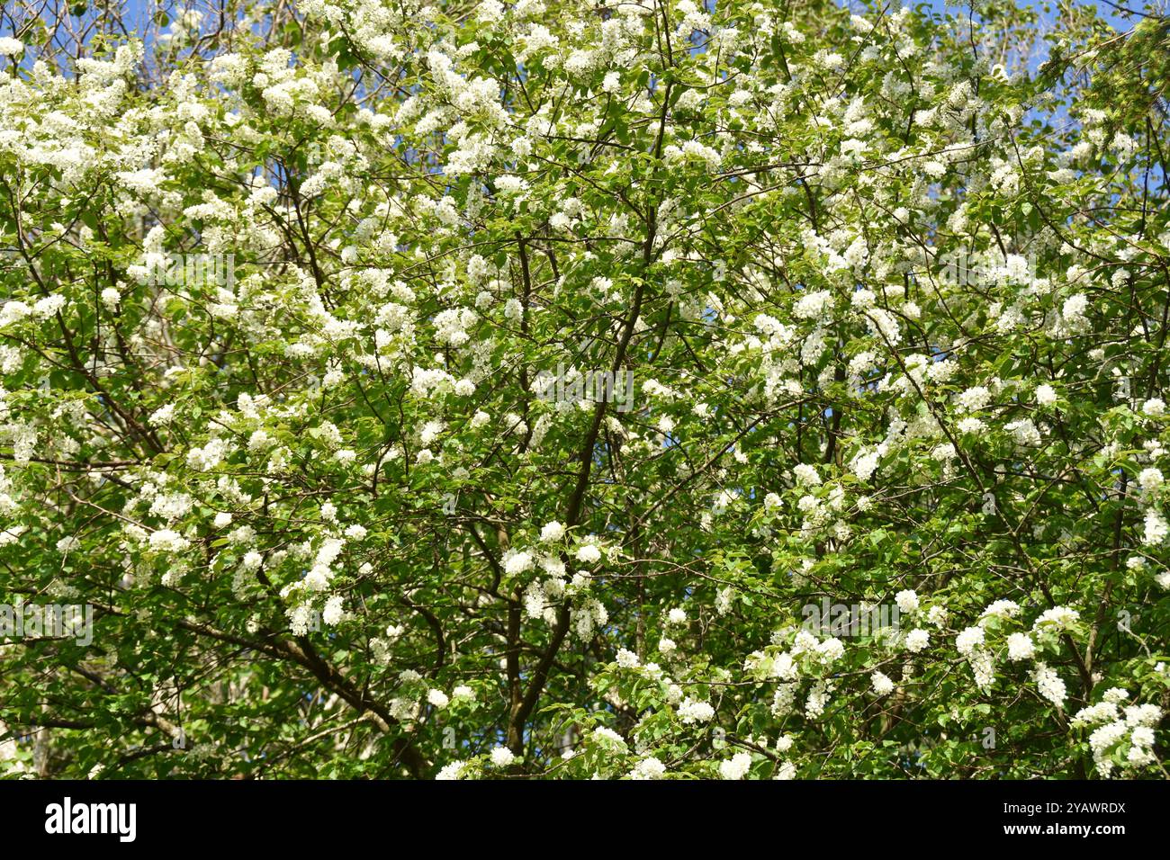 Vogelkirschbaum Prunus padus in Blüte weiße Blüten im Frühjahr Stockfoto
