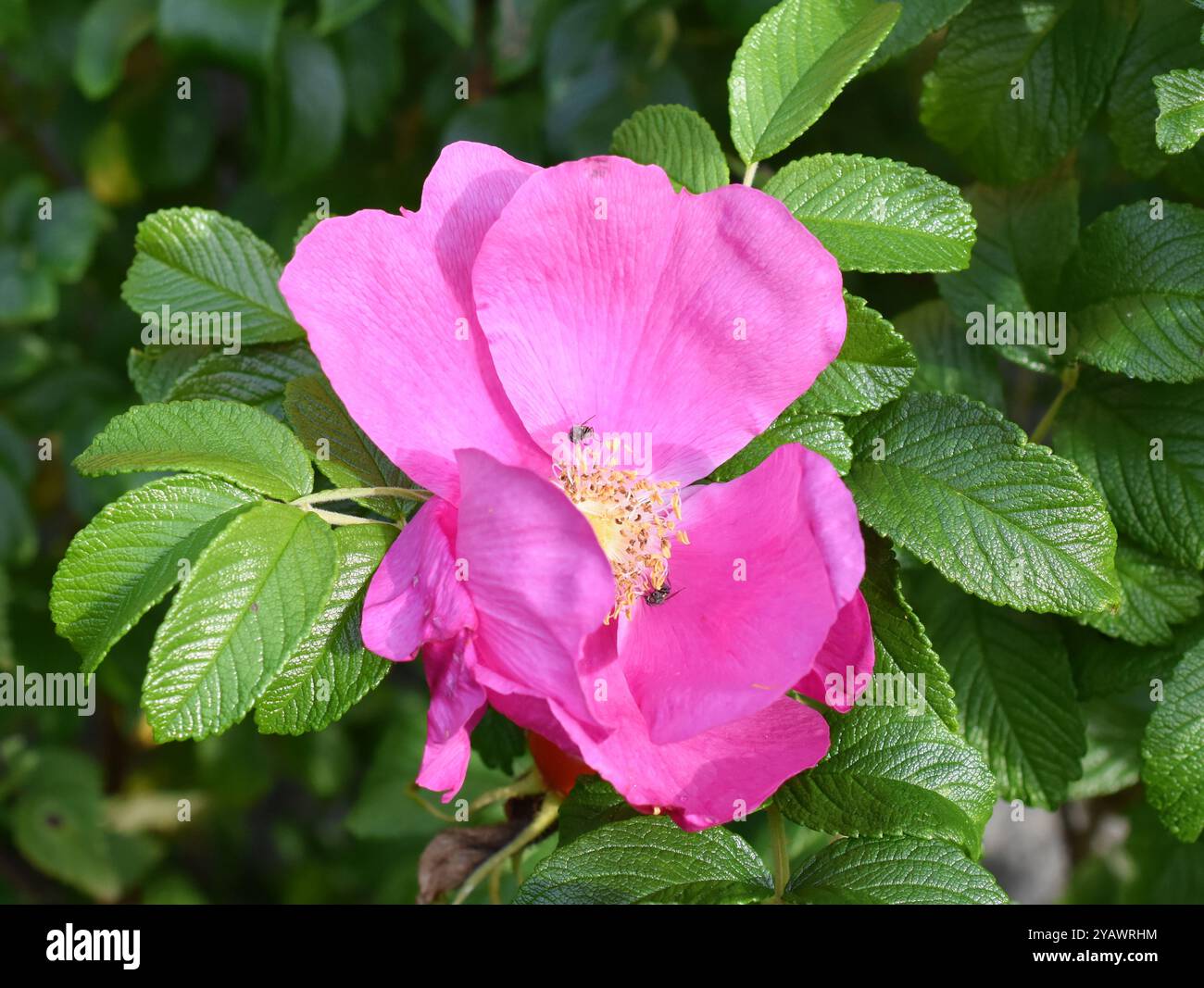 Invasive Strauchrugosa Rose Rosa rugosa rosa Blumennaht Stockfoto