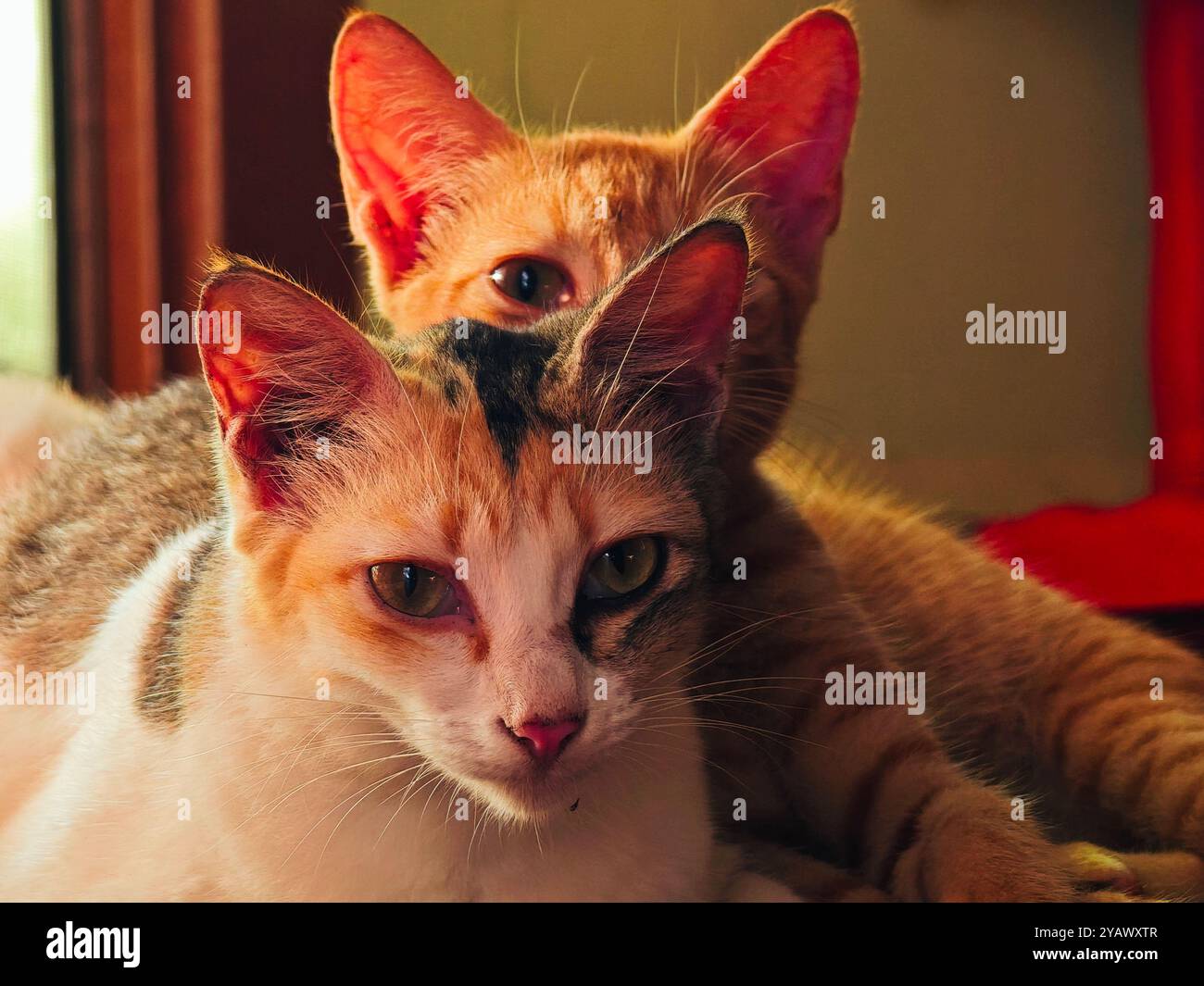 „Zwei neugierige Katzen, perfekt gemütlich und eingerahmt vom sanften Nachmittagslicht, die einen friedlichen Moment miteinander verbringen.“ Stockfoto