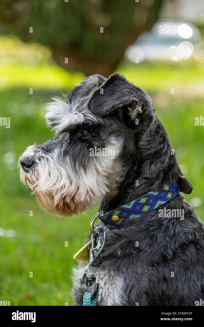 Porträt eines Hundes (Miniatur Schnauzer) Stockfoto