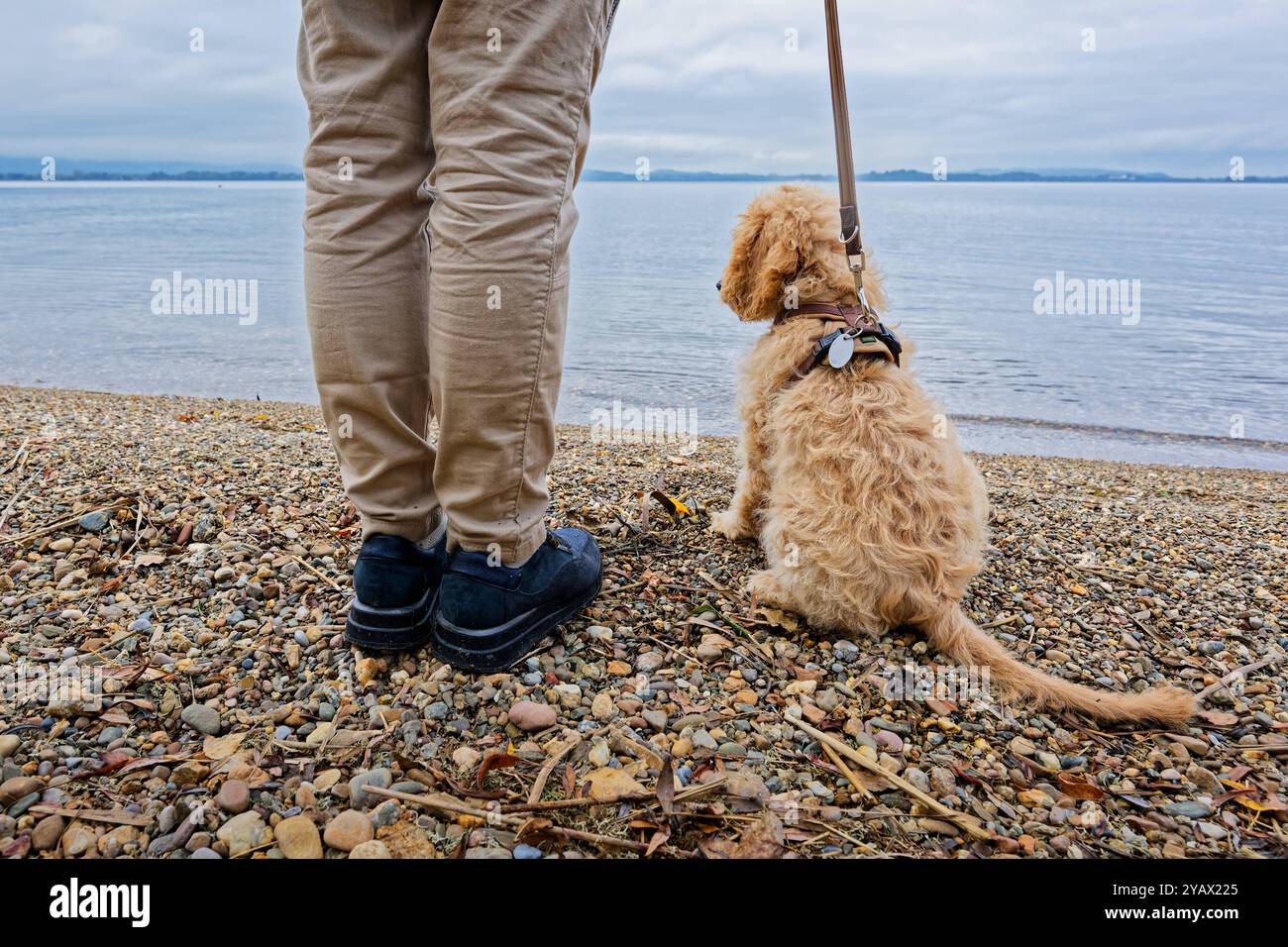 Der treue Begleiter. Die Frau mit ihrem Hund am Seeufer. Feldwies Bayern Deutschland *** die treue Begleiterin der Frau mit ihrem Hund am Seeufer Feldwies Bayern Deutschland Copyright: XRolfxPossx Stockfoto