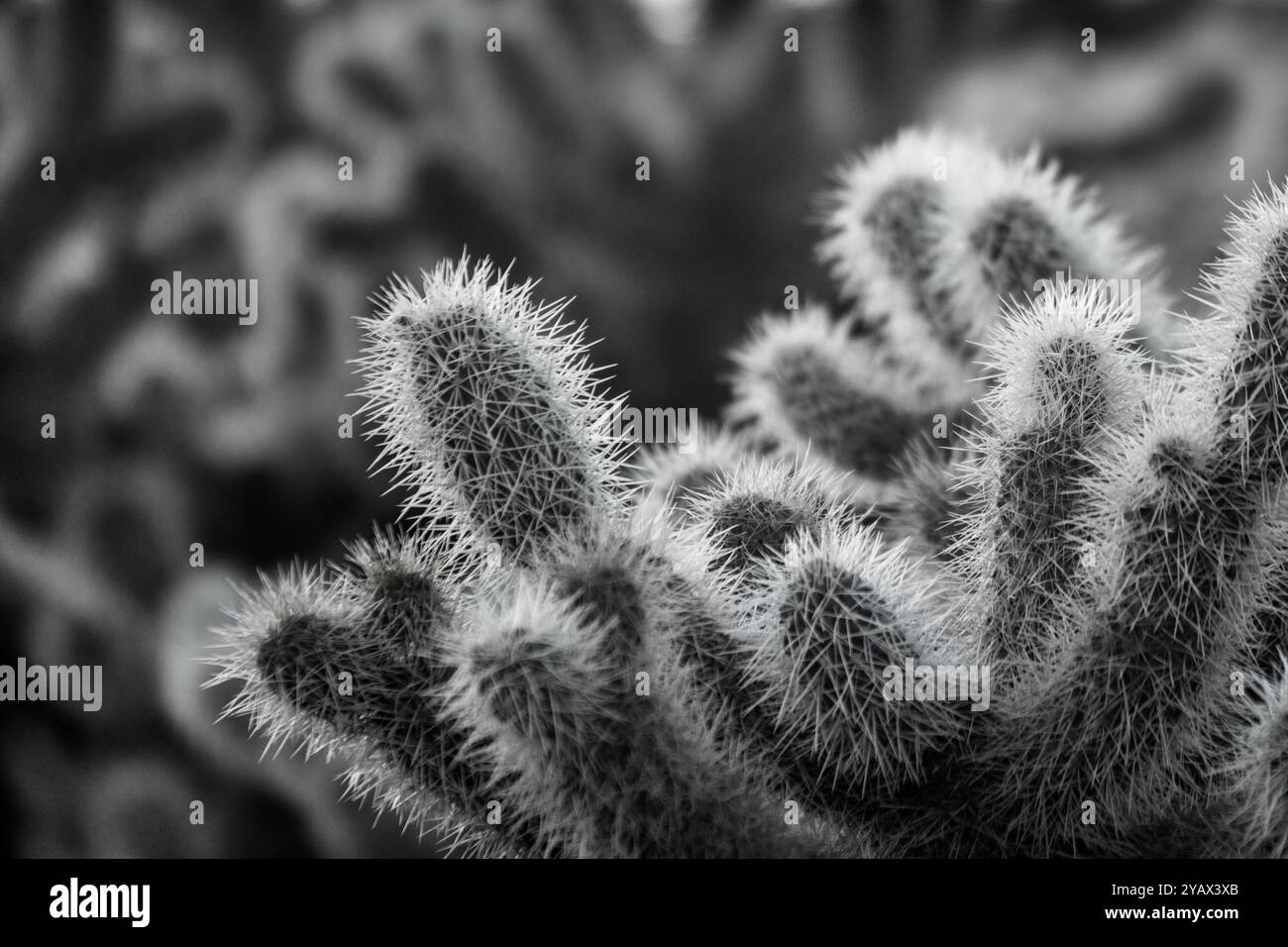 Blühender Cholla-Kaktus im Death Valley National Park, Kalifornien, USA Stockfoto