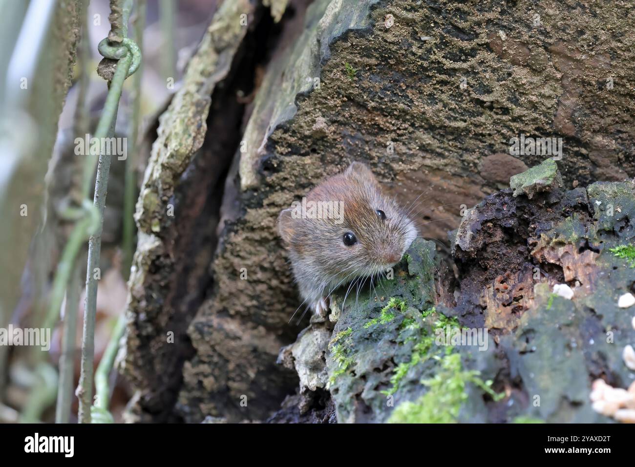Bankmaus (Myodes Glareolus) Stockfoto