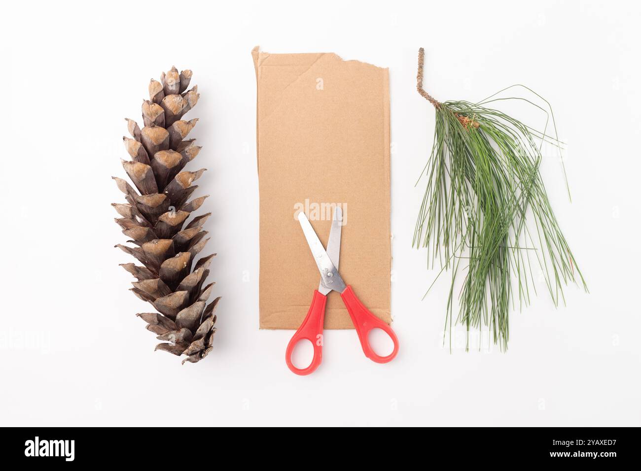 Brauner Kiefernkegel, gestreckt mit schmalen Skalen, Ansicht von oben nach unten. DIY-Element für Kinder Bastelprojekt, Lernaktivität, naturbasiertes Lehrmaterial Stockfoto