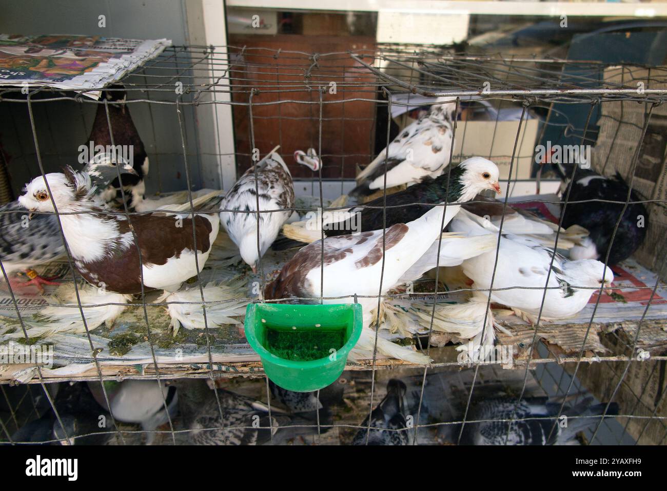Vögel zum Verkauf auf dem Freiluftmarkt tirana albanien Stockfoto