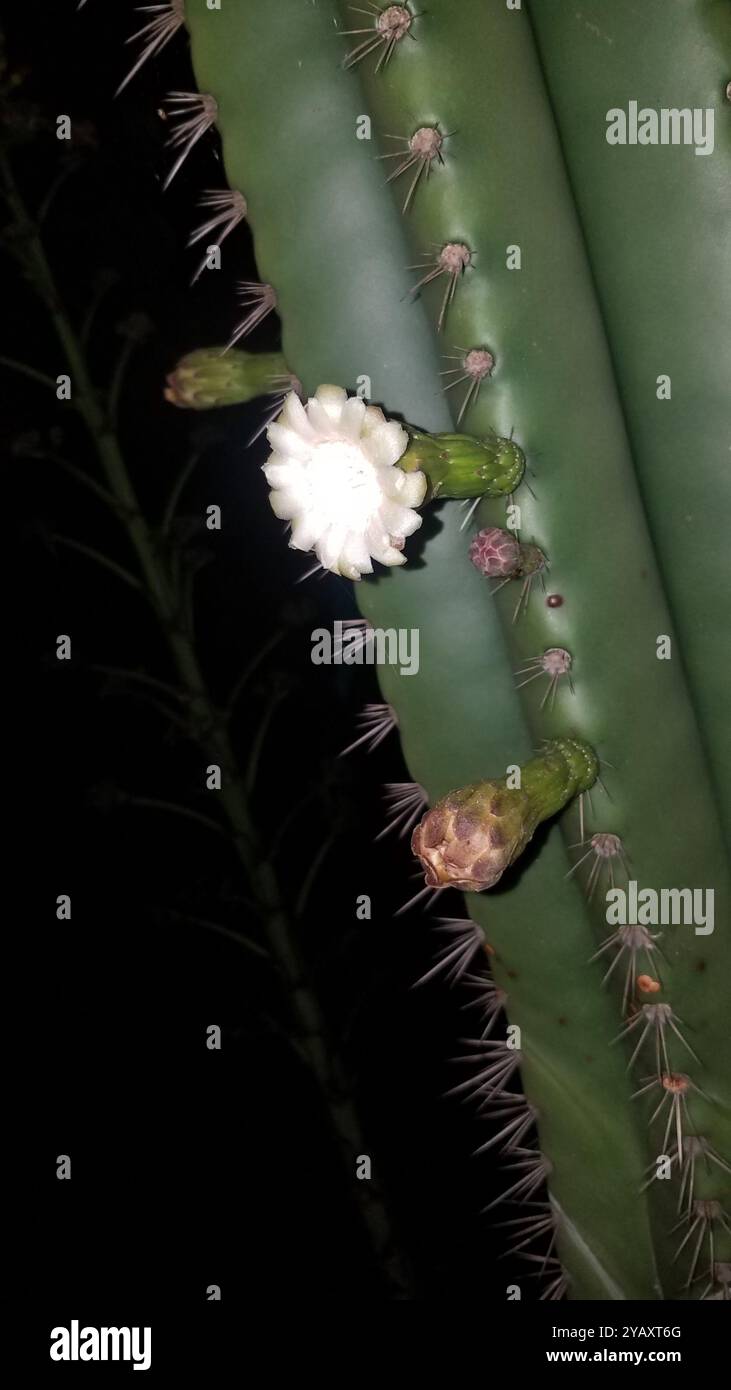 Kugelkakteen, Mondscheinkakteen, Fackelkakteen und Verbündete (Cactoideae) Plantae Stockfoto