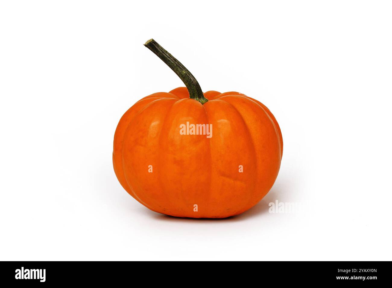 Hellorange Jack Be Little Kürbis auf weißem Hintergrund Stockfoto