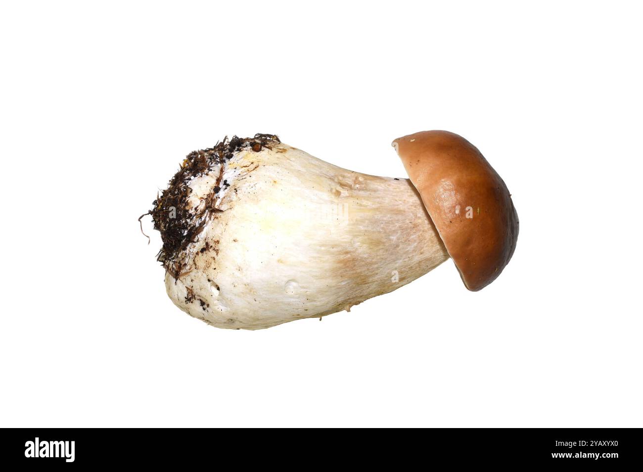 Der essbare Pilz Boletus edulis Penny Brötchen isoliert auf weißem Hintergrund Stockfoto