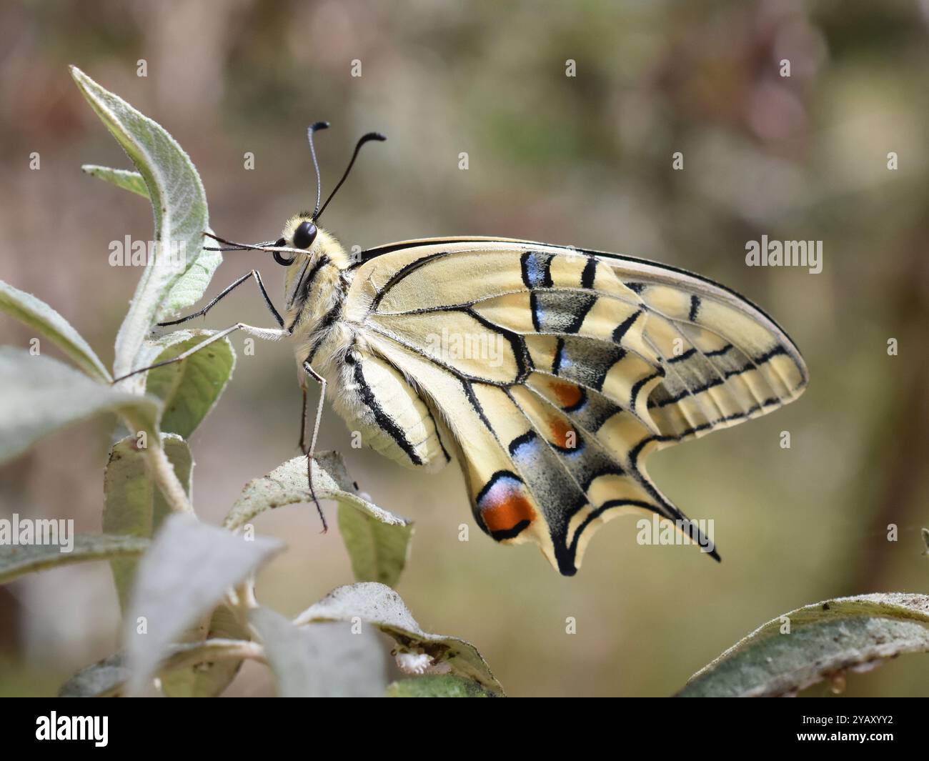 Alte Welt Schwalbenschwanz Schmetterling Papilio Machaon Unterseite Stockfoto