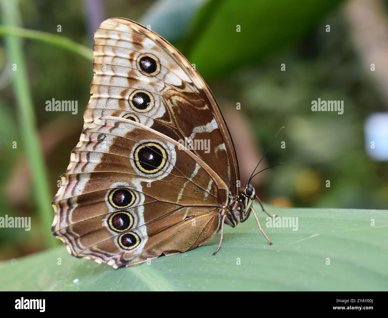 Augentöpfe auf der Flügelunterseite eines blauen Morpho peleides Schmetterlings Stockfoto