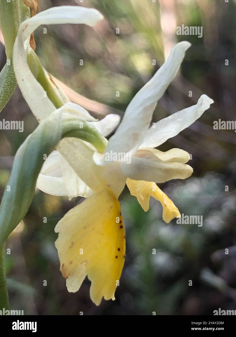Dünn blühende Orchideen (Orchis pauciflora) Plantae Stockfoto